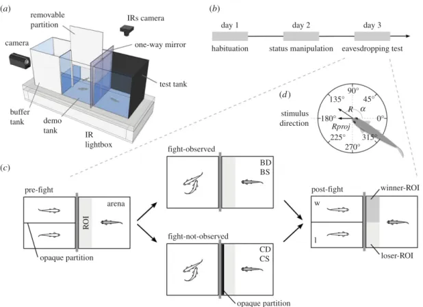 Figure 1. Social eavesdropping paradigm. (a) Three-dimensional diagram of the experimental set-up