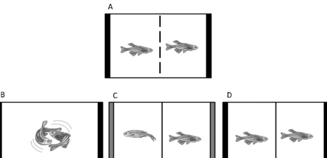 Fig. 1. Experimental procedure: (A) overnight isolation to elicit aggression. Each ﬁsh pair was placed in the experimental tank, and isolated visually, but not chemically, by a removable opaque PVC partition; (B) real opponent interaction, ﬁsh fought with 