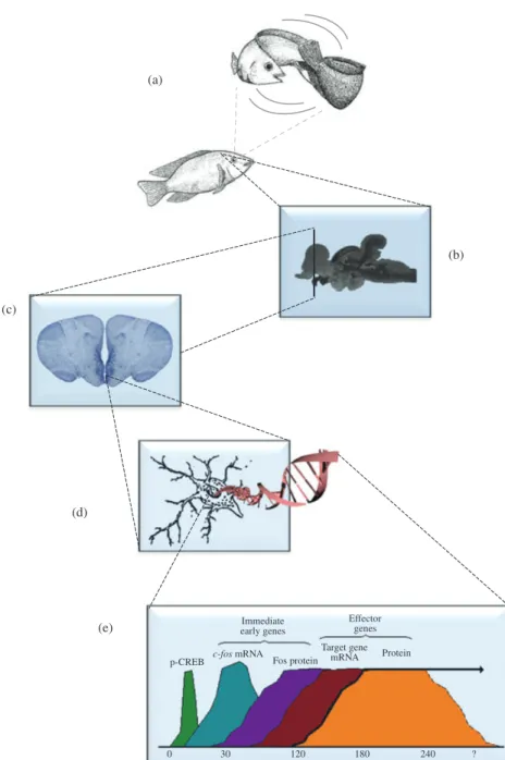 Fig. 1. Mechanisms of social plasticity: (a) social living animals adjust the expression of their behaviour to social information collected in previous social interactions or by observing others; (b) the cognitive appraisal of this information allows them 