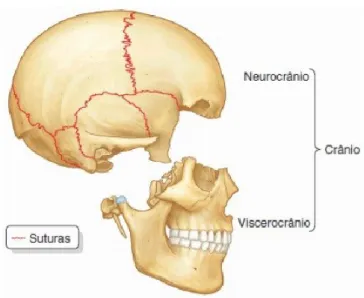 Figura 2 - Neurocrânio e Viscerocrânio (Adaptado de Moore et al., 2014) 