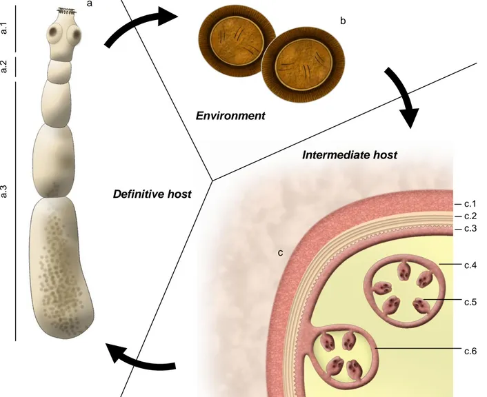 Figure 1 – Morphology of different stages of Echinococcus granulosus. (Original illustrations)                      a          b                                                  Environment     Intermediate host               Definitive host          c