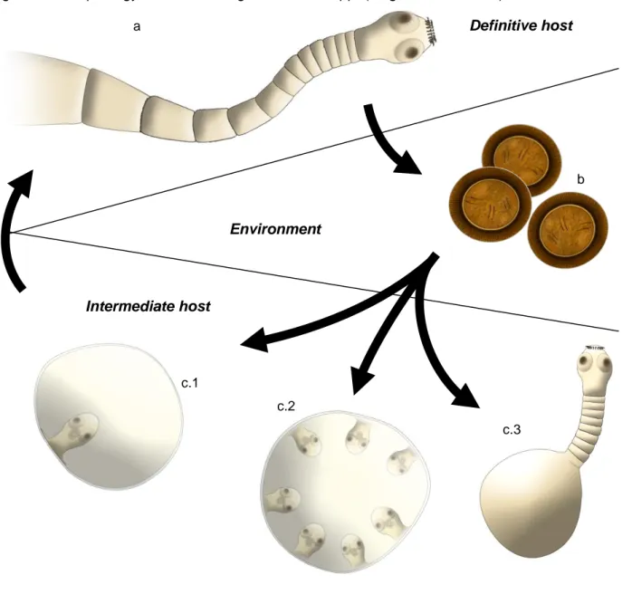 Figure 2 – Morphology of different stages of Taenia spp. (Original illustrations) 