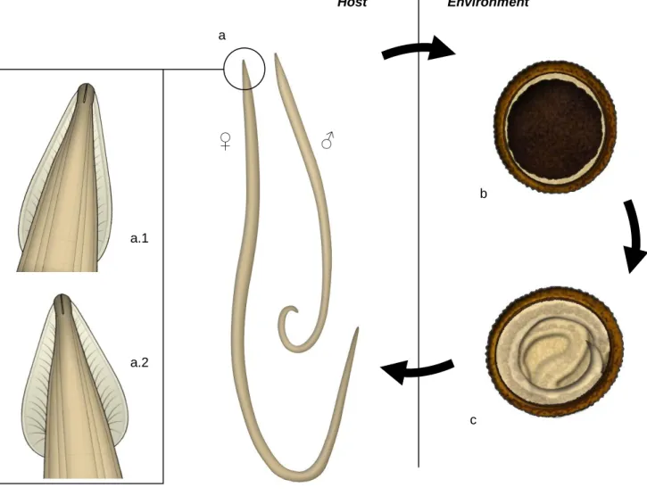 Figure 5 – Morphology of different stages of T. canis and T. cati. (Original illustrations) 