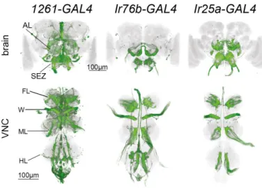 Figure  2.8  –  Expression  pattern  of  Ir76b-,  Ir25a-  and  1261-GAL4  in  the  central  brain  (upper)  and  ventral  nerve  cord  (lower)  as  visualised  using  UAS-CD8::GFP  in  green,  with  nc82  synaptic  staining  in  grey