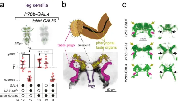 Figure  2.13 – (a) YPI of yeast-deprived female flies in which Ir76b-GAL4 neurons were all  silenced,  or  with  tshirt-GAL80,  and  corresponding  controls