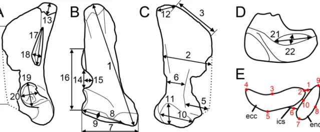 Fig 5. Measurements. A – D, Measurements taken on the six spinosaurine quadrates from the Kem Kem beds of Morocco in A, lateral; B, posterior, C, medial; and D, ventral views; E, location of the ten landmarks used in the morphometric analyses in an idealiz
