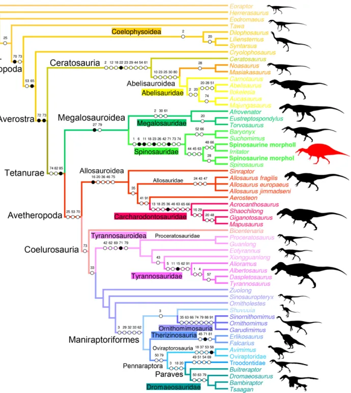Fig 6. Quadrate-based phylogeny of non-avian theropods. Strict consensus cladogram from most parsimonious trees after the a posteriori deletion of Monolophosaurus