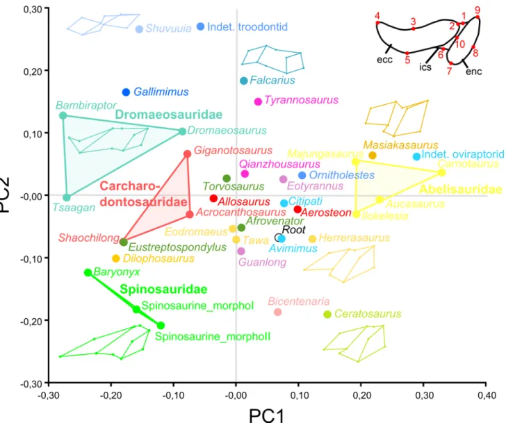 Fig 7. Results of the geometric morphometric analysis performed on the mandibular articulation of non-avian theropods