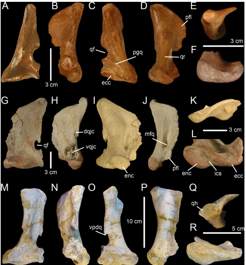 Fig 3. Quadrates of Morphotype 1 referred to Spinosaurus aegyptiacus. A – N, Left quadrates of specimens A – F, MHNM.KK374; G – L, MHNM.KK375;
