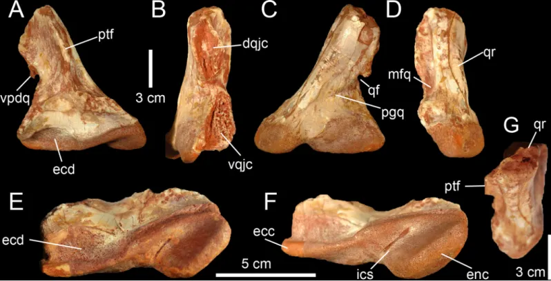 Fig 4. Quadrate of Morphotype 2 referred to Sigilmassasaurus brevicollis. A – F, Right quadrate MHNM.KK376 in A, anterior; B, lateral; C, posterior; D, medial; E, ventral; F, ventromedial; and G, dorsal views