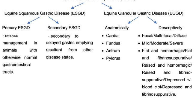 Figure  1  – An overview  of the recommended terminology for describing equine gastric erosive  and ulcerative diseases (Adapted from Sykes et al., 2015)