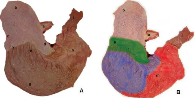 Figure 2 - A post mortem specimen of the equine stomach illustrating the anatomical regions of  the stomach (Addapted from Hepburn (2011))