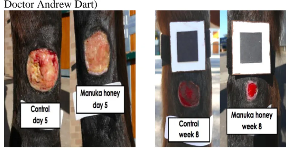 Figure  4  and  5:  Photographs  showing the action Manuka honey had in the treatment  of one  wound compared to a wound without treatment in different time lines