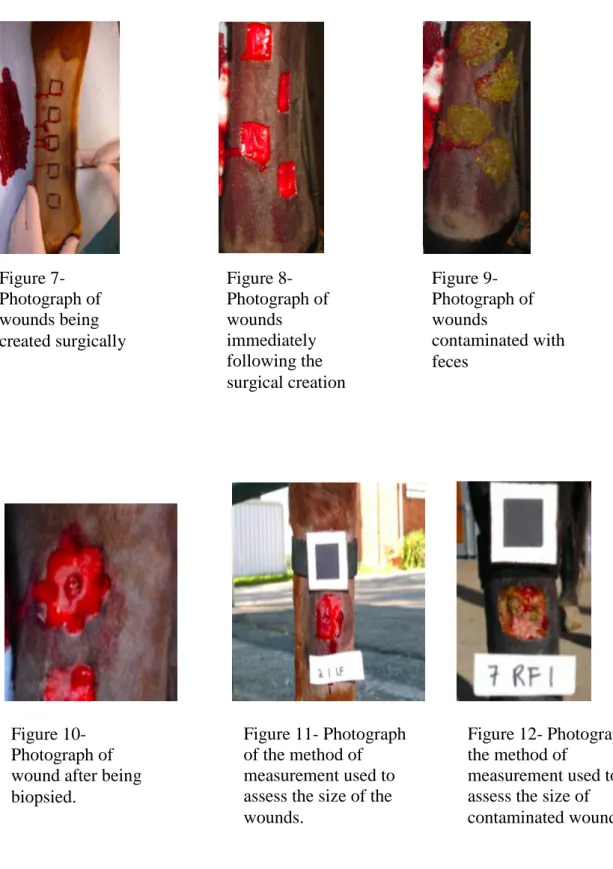 Figure 11- Photograph  of the method of  measurement used to  assess the size of the  wounds