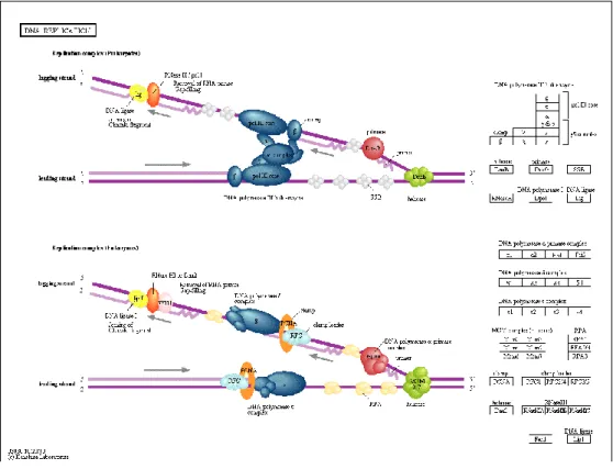 Figura 4 - Via de sinalização da replicação de ADN  (http://www.genome.jp/kegg/pathway/map/map03030.html)