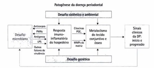 Figura    4:  Fisiopatologia  da  doença  periodontal,  adaptado  de  Brunetti  MC.  PERIODONTIA  MEDICA-uma abordagem integrada