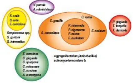 Figura    5:  Agrupamento  de  bactérias  encontradas  em  doença  periodontal  e  em  saúde  em  complexos, adaptado de Newman MG, Carranza FA