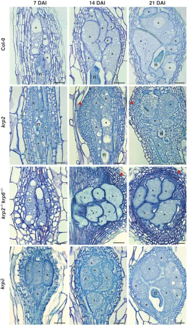 Fig. 3 Loss of Kip-related protein (krp) function affects mitosis in giant cells. (a) 4,6-Diamidino-2-phenylindole (DAPI)-stained gall sections at 21 d after inoculation (DAI) of the wild type and the krp2, krp2 &#34;/&#34; krp6 &#34;/&#34;