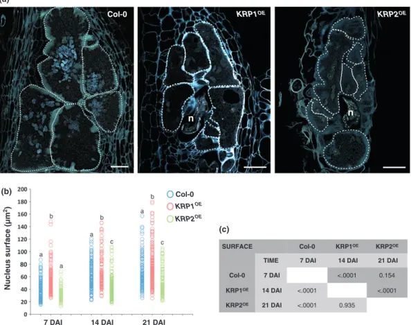 Fig. 6 Cell cycle inhibition caused by Kip-related protein (KRP) overexpression affects nuclear division and size