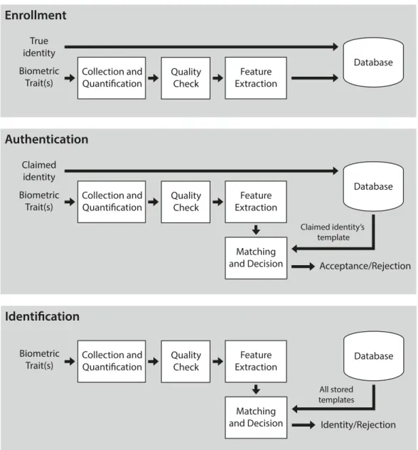 Figure 3.4: Schematics of the functioning of the identification and authentication modes, and the enrollment phase, in a biometric system (adapted from Prabhakar et al