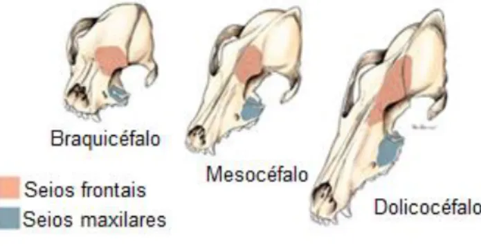 Figura 2: Diferentes conformações de crânios nos cães. De notar a relação da órbita com os  seios paranasais