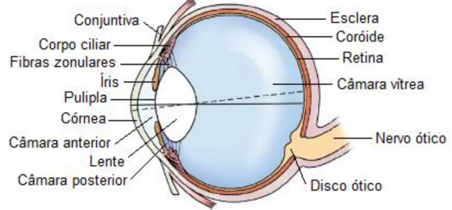 Figura 4: Anatomia do globo ocular em corte sagital. (Adaptado de Miller, 2013). 
