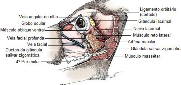 Figura 5: Aspeto lateral da órbita no cão (arco zigomático e ramo da mandíbula removidos)