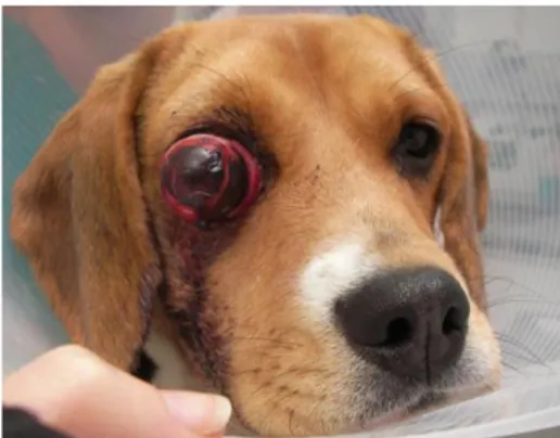 Figura 7: Proptose do globo ocular direito em cão de raça Beagle, fêmea, com 1 ano de idade