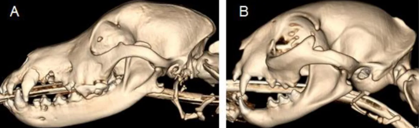 Figura 8: Reconstrução 3-D de crânio de cão (A) e de crânio de gato (B) por TC. (Imagens  originais obtidas no Serviço de Imagiologia do HEV da FMV-ULISBOA)