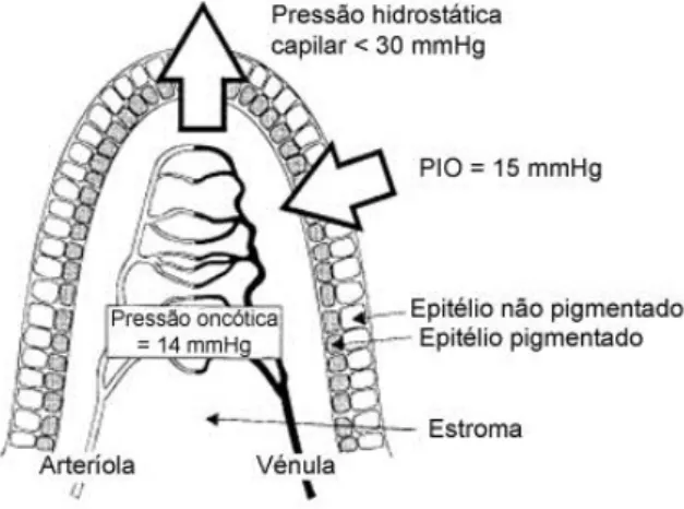 Figura 14. Esquema de um processo ciliar demonstrando as forças hidrostáticas envolvidas  na formação do humor aquoso (adaptado de Gum et al., 1999)