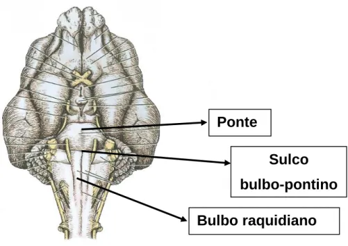 Figura  1.  Vista  ventral  do  tronco  cerebral  onde  se  verifica  a  presença  do  sulco  entre  a  ponte e o bulbo raquidiano (adaptado de Fletcher e Beitz, 2013)