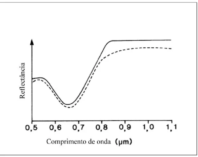Figura  4  –  Curva  de  espectro  captada  por  um  sensor  de  quatro  bandas  de  resolução  para  plantas  em  crescimento (linha pontilhada) e plantas em senescência (linha sólida) (adaptado de Mather, 1999)