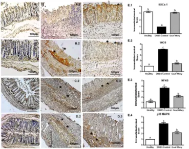 Fig 6. Immunohistochemical analysis of colonic tissue from mice with 2,4-dinitrobenzene sulfonic acid (DNBS)-induced colitis
