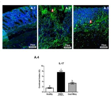 Fig 7. Effect of goat whey on IL-17 expression in colitic mice. Representative confocal photomicrographs of IL-17 (Panel A) immunoreactivity (green) in colons of the animals from each group; the sections are nuclear counterstained with DAPI (blue): (A.1) H