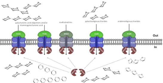 Figure  1.1  –  MsmX-dependent  ABC  importers  in  B.  subtilis.  The  ABC-type  importer  AraNPQ  is  involved  in  the  uptake  of  α-1,5-arabinooligosaccaharides  (arabinotriose,  arabinotetraose  and  some  arabinobiose)