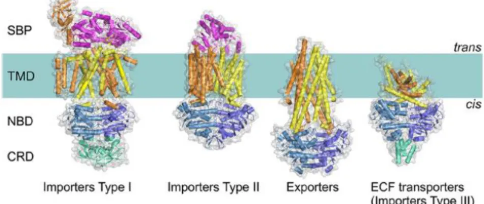 Figure 1.2 - Four distinct folds of ABC transporters.  The components of the general architecture are  the  two  NBDs  (blue  and  sky  blue)  that  are  attached  to  two  TMDs  (orange  and  yellow)