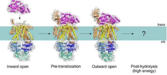 Figure 1.3 – Conformations of the MalEFGK 2  transporter (class I importer).  Structures have been  determined  for  the  inward-facing,  pre-translocation,  and  outward-facing  conformations  (Protein  Data  Bank accession nº: 4JBW, 4KHZ, and 4KI0)