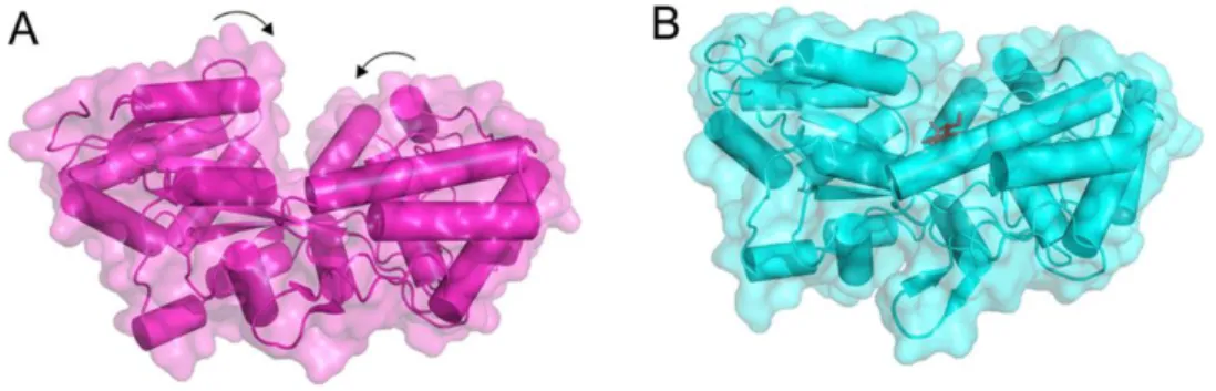 Figure 1.5 - Rearrangements in SBP MalE upon the substrate binding.  (A) In the substrate-free  form (Protein Data Bank accession no