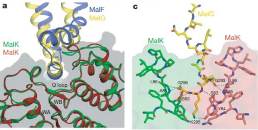 Figure 1.7 - The TMD–MalK interface.  a) Docking of the EAA loops into a surface cleft of MalK