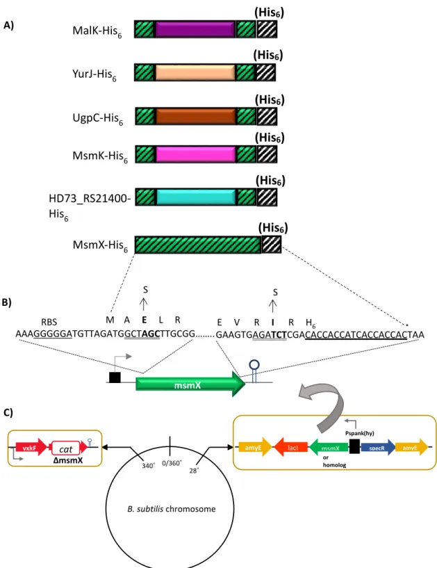 Figure  3.1  -  Schematic  illustration  of  the  in  vivo  system  fine-tuned.   A)  Representation  of  the  translated  protein  MsmX  (by  a  green  rectangle  with  stripes)  and  the  translated  MsmX  homologs  (by  rectangles with different colours