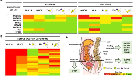 Figure 1. Expression of MUC16, MUC1, and truncated O-glycans in a panel of ovarian cancer cell lines