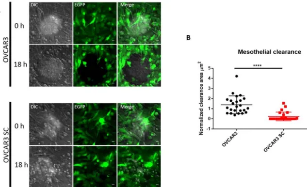 Figure 4. O-glycosylation capacity affects mesothelial clearance of OVCAR3. (A) Representative images from mesothelial clearance assays of OVCAR3 (upper) and OVCAR3 SC (bottom), taken at 0 and 18 h of co-culture; (B) Quantification of mesothelial clearance