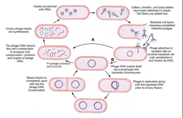 Fig.  1  –  Lytic  and  temperate  phage  infection  cycles.  Once  inside  the  host  cell,  the  DNA  of  obligatory  lytic  phages immediately takes over the cell molecular machinery to drive its own replication and to produce descendent  virions, which