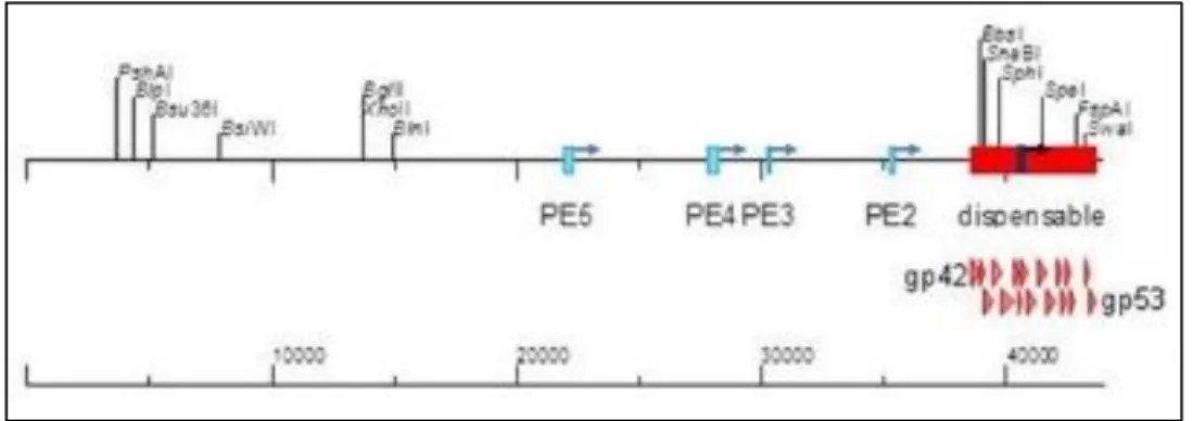 Fig. 3 – Linear representation of the 44010bp genome of phage SPP1. The position of single restriction sites  and of five early transcription promoters is indicated; note that the promoter PE1 lies within a dispensable region of  the SPP1 genome (red box)
