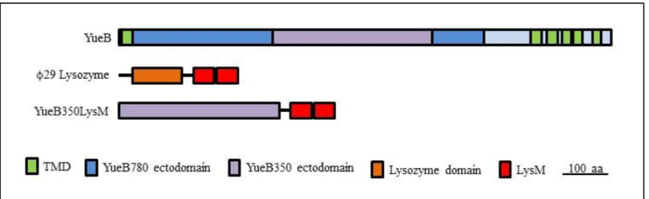 Fig.  5  –  YueB350LysM  primary  structure  representation.  YueB350LysM  results  from  the  fusion  of  the  350  amino  acid-length  central  region  of  the  YueB  ectodomain  (purple)  to  two  LysM  motifs  from 29  endolysin  (red),  including a l