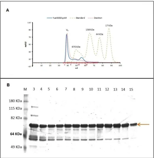 Fig. 7 – YueB350LysM purification by size exclusion chromatography. (A) Chromatogram of the gel filtration  separation of the YueB350LysM fractions resulting from the affinity step (see above)