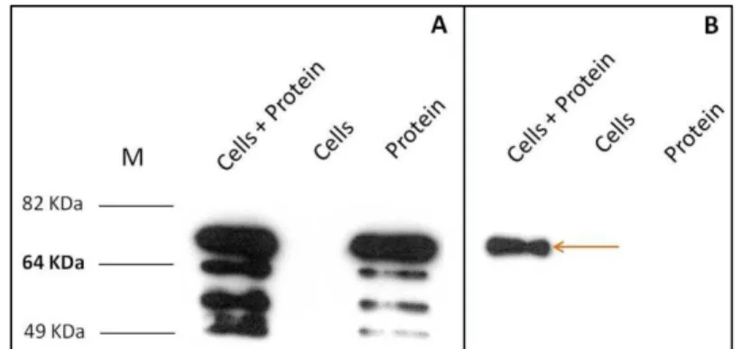 Fig.  10  –  YueB350LysM  binding  to  B.  subtilis  strain  CSJ1  (yueB - ).  YueB350LysM  polypeptides  present  in  supernatant (A) and cell pellet (B)  fractions were qualitatively estimated by western blot analysis with α-YueB780  antibodies