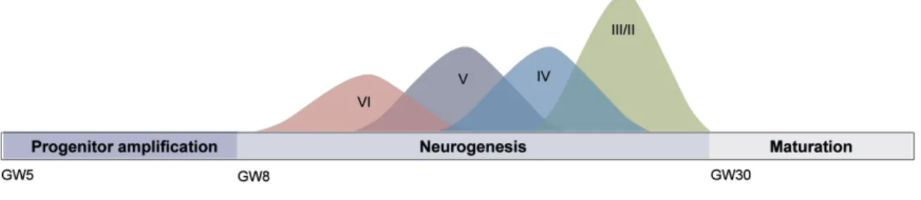 Figure 1.1 Human cortical neurogenesis. 