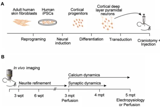 Figure 2.1 Schematic of experimental procedures and timeline. 