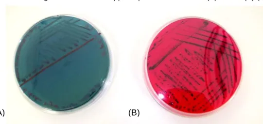 Figura 6 - Morfologia de Salmonella spp em placas de Hektoen (A) e XLD (B) (24h±3h) 
